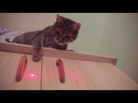 Cats vs laser pointer compilation