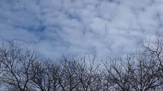 Passing Clouds over Bare Trees Time Lapse | FREE NATURE STOCK FOOTAGE