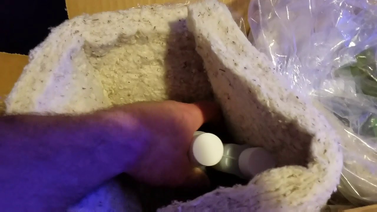 Live Copepods & Phytoplankton- Algae Barn