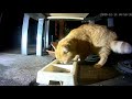 Hogvlog 13.12.2018