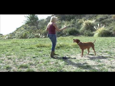 Dina Zaphiris on Americas Dog Trainer (2 of 2)