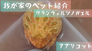 我が家のペット紹介　クランウェルツノガエル　アプリコット