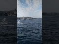 عبد الحليم والايك مشغول وشغلني فيك عبد الحليم والايك مشغول وشغلني فيك