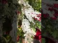 Raz 25" Set of 2 Flocked Christmas Tree Spray F4602497