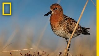 Rare Video of Endangered Chicks | National Geographic