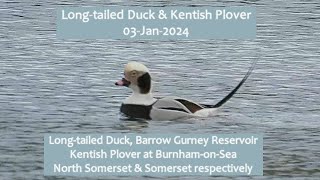 Long-tailed Duck & Kentish Plover 3-Jan-2024