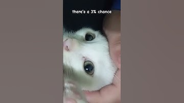 would you press the button 😧#cat #cute #funny #catvideo #shorts