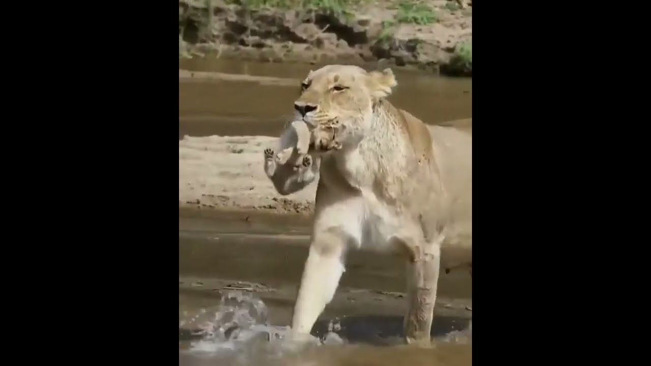 Mother lion protecting cubs