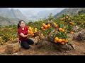 Harvesting Hundreds of Kg of Forest Oranges to Sell at Market | Ripe Fruits Cover Every Branch!
