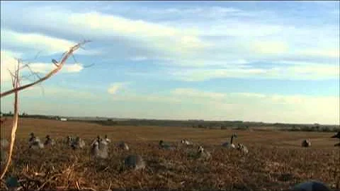 alberta waterfowl 1