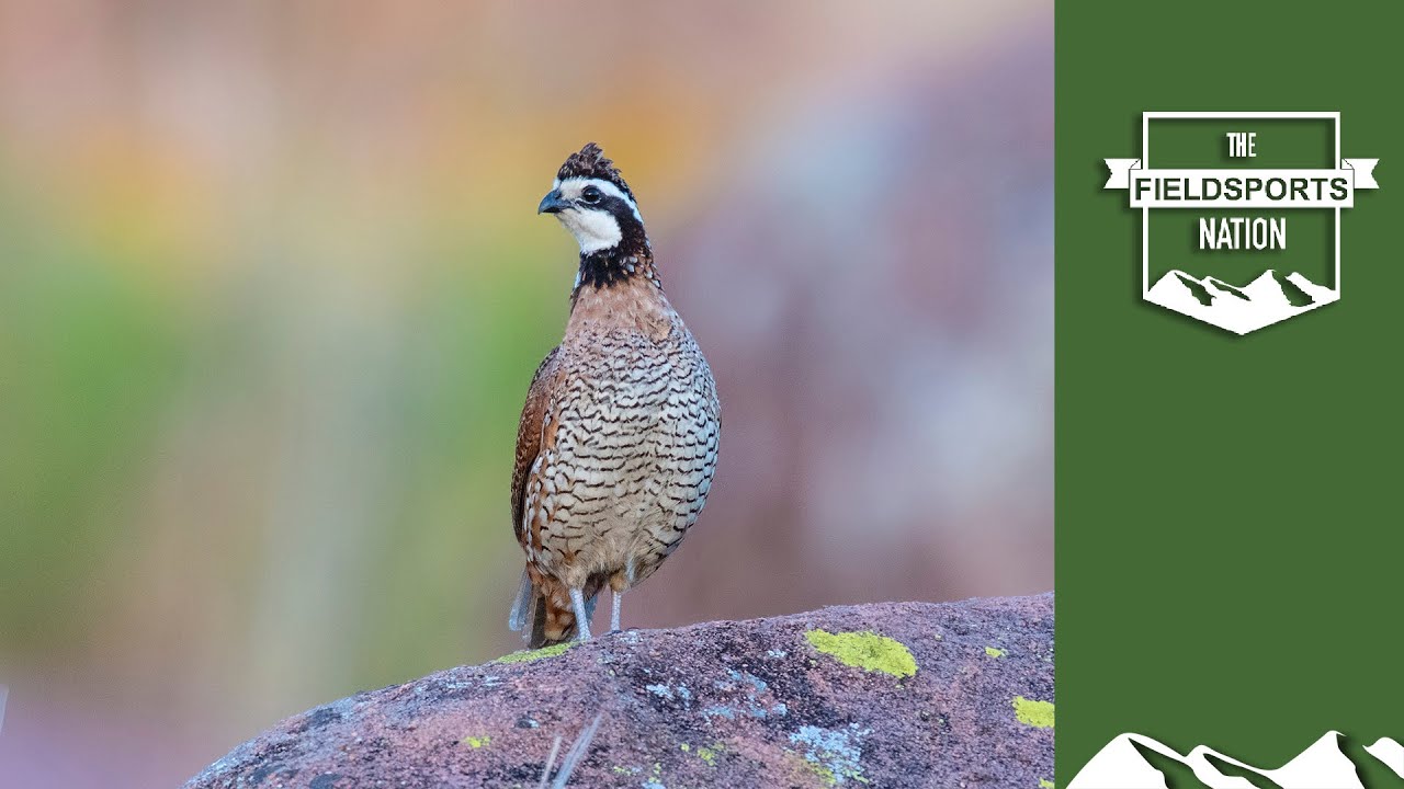 A・B・フロスト、「QUAIL SHOOTING: A DEAD STAND」 Hit More Quail with These Close-Range Chokes, Loads, and Tactics