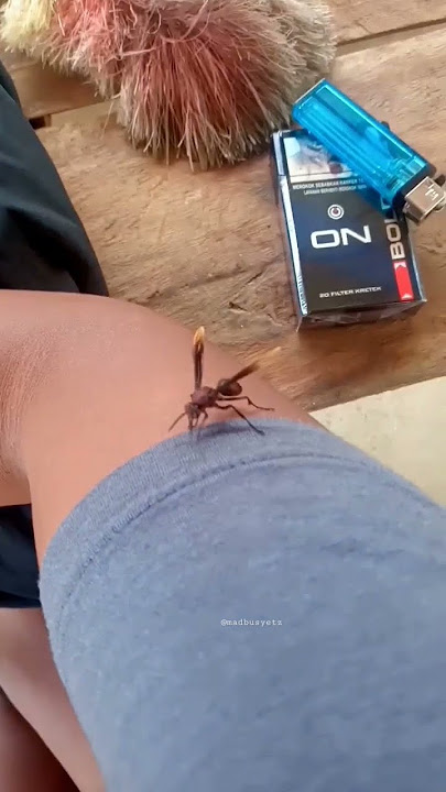 PENASARAN DI SENGAT TAWON NDAS😊