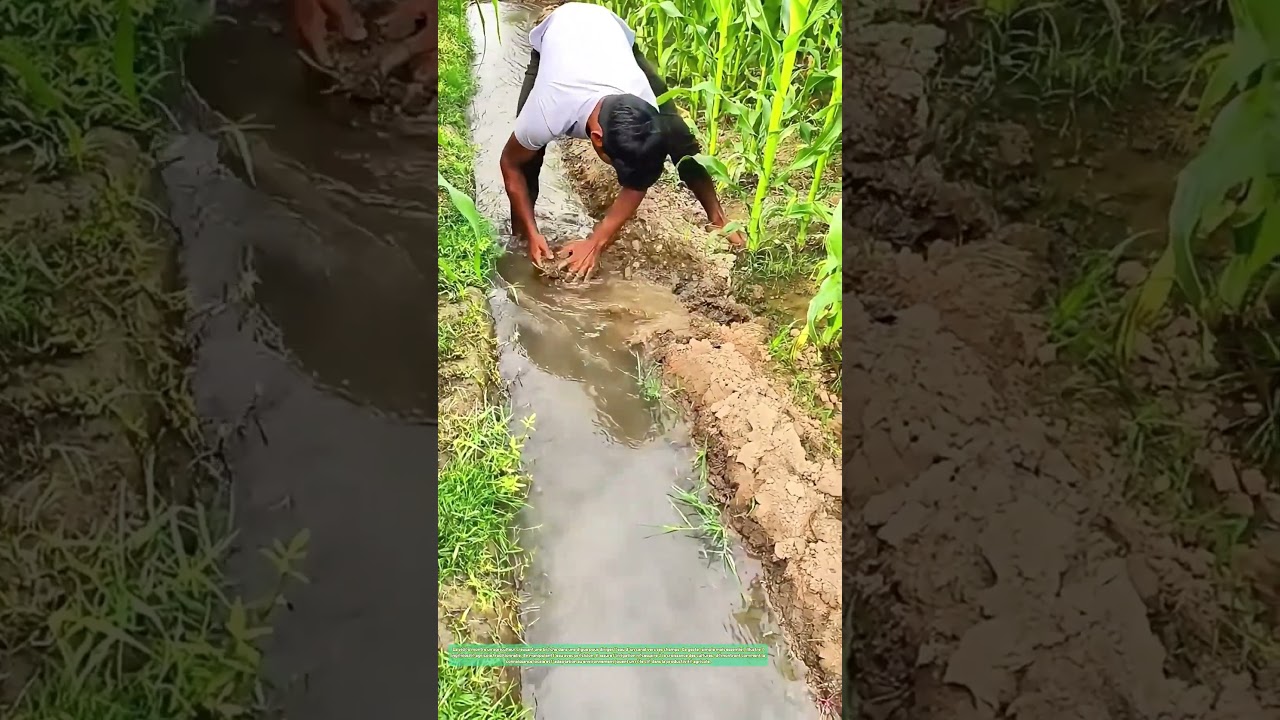 L'eau guidée vers les terres agricoles : Comment un agriculteur transforme l'eau en richesse