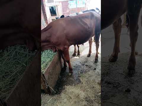 البراز المدمم في انتظار تعليقاتكم عن اسبابه وعلاجه كي تفوز بحائزه الدكتور عامر التقديريه 