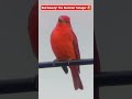 Summer Tanager #birds #tanagers #nature #shorts