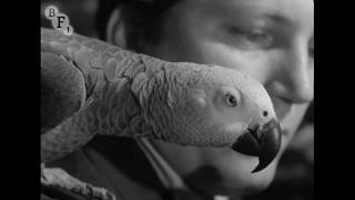 A Journal of the Outdoors No. 11 (1953) | BFI National Archive