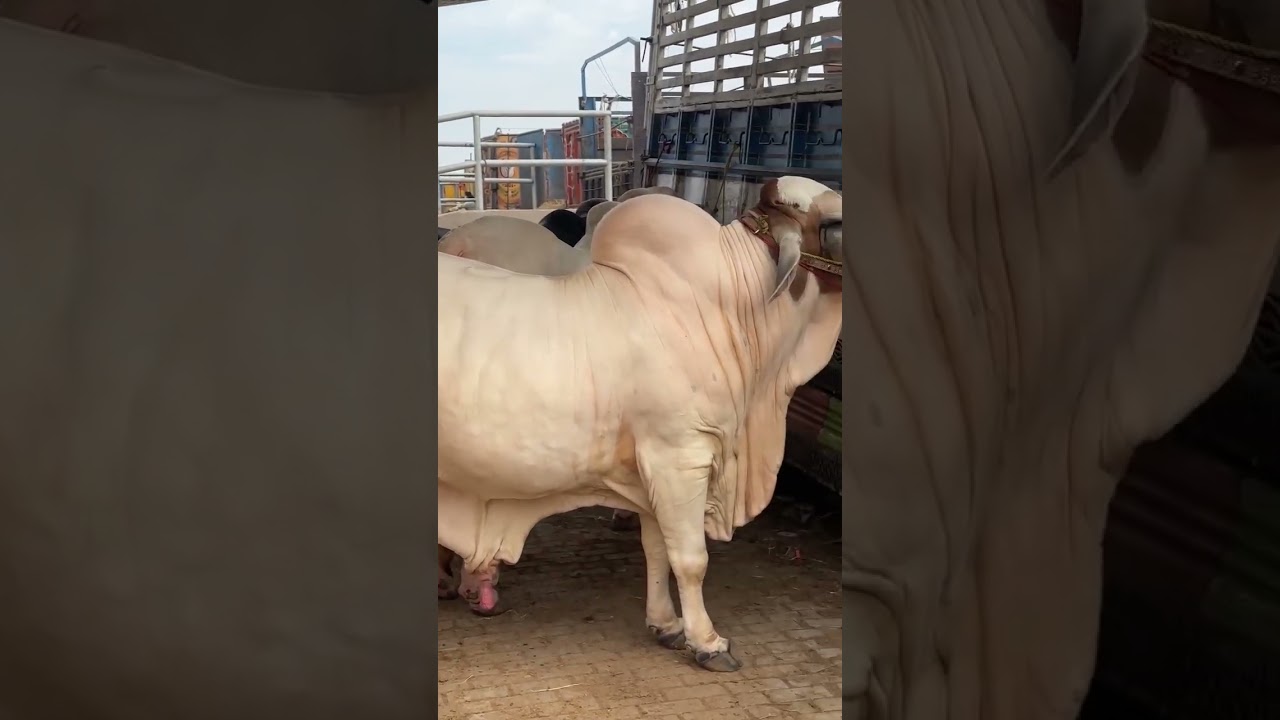 Exploring the Majestic Gulabi Bull of Multan Mandi 