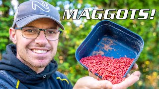 Catch LOADS Of Fish With Maggots!