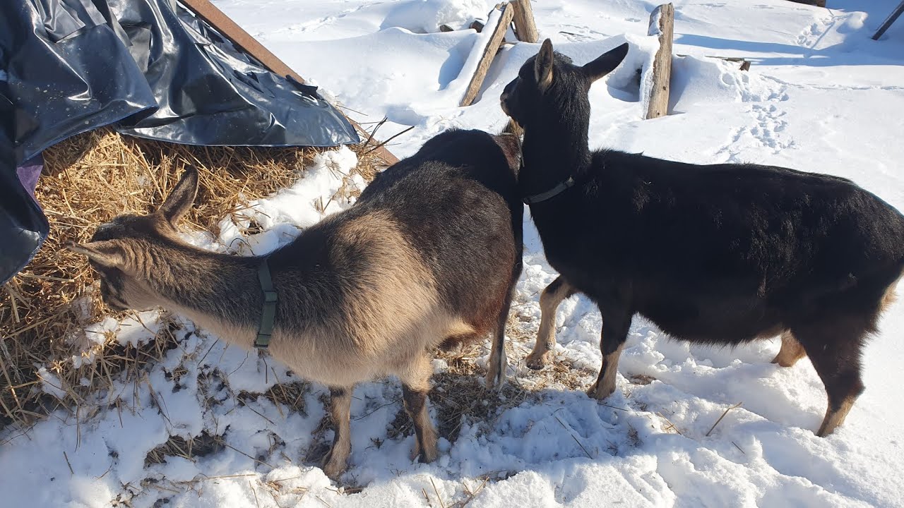 Пропиленгликоль // Солома и другое