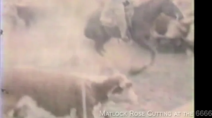 Matlock Rose cutting at The 6666 Ranch - World's G...