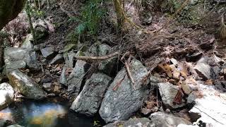 Tamborine Mountain Rainforest Skywalk - Zhiyun Smooth Q gimbal test