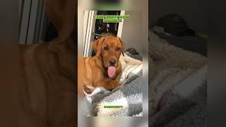Best FUNNY Dogs Moments                  #best #dogs