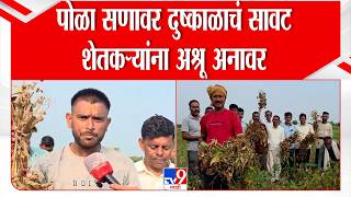 Akola Farmer Issue | पोळा सणावर दुष्काळाचं सावट शेतकऱ्यांना अश्रू अनावर