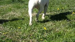 Landust Jimmy Il Fenomeno Aka Banjo