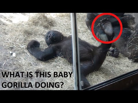 funny-cute-baby-gorilla-at-animal-kingdom