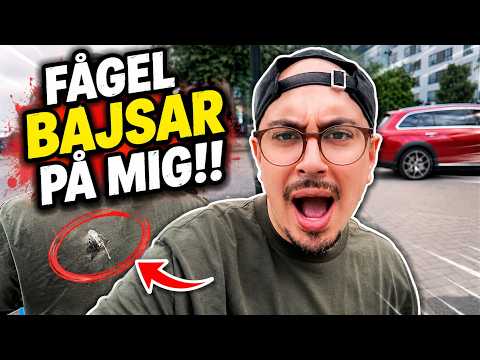 NYA LÄGENHETEN + FÅGELBAJS (vlogg)