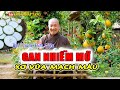 TRỊ GAN NHIỄM MỠ, Ngăn Ngừa XƠ VỮA Động Mạch Với Bài Thuốc Đơn Giản từ quả Bưởi Non/ Fatty Liver