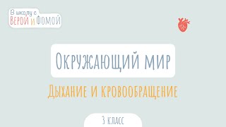 Дыхание и кровообращение. Окружающий мир (аудио). В школу с Верой и Фомой