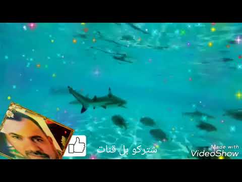 غناء حسين البصري انا صابر عله باجر