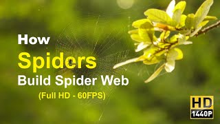 How Spiders Build Spider Web(Spiral Web) - 1440p 60FPS