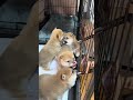 みんなで仲良くお水タイム #豆柴カフェ #豆柴子犬