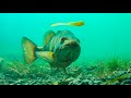 INSANE Underwater Footage Of Bass Eating Worms and Finesse Baits!