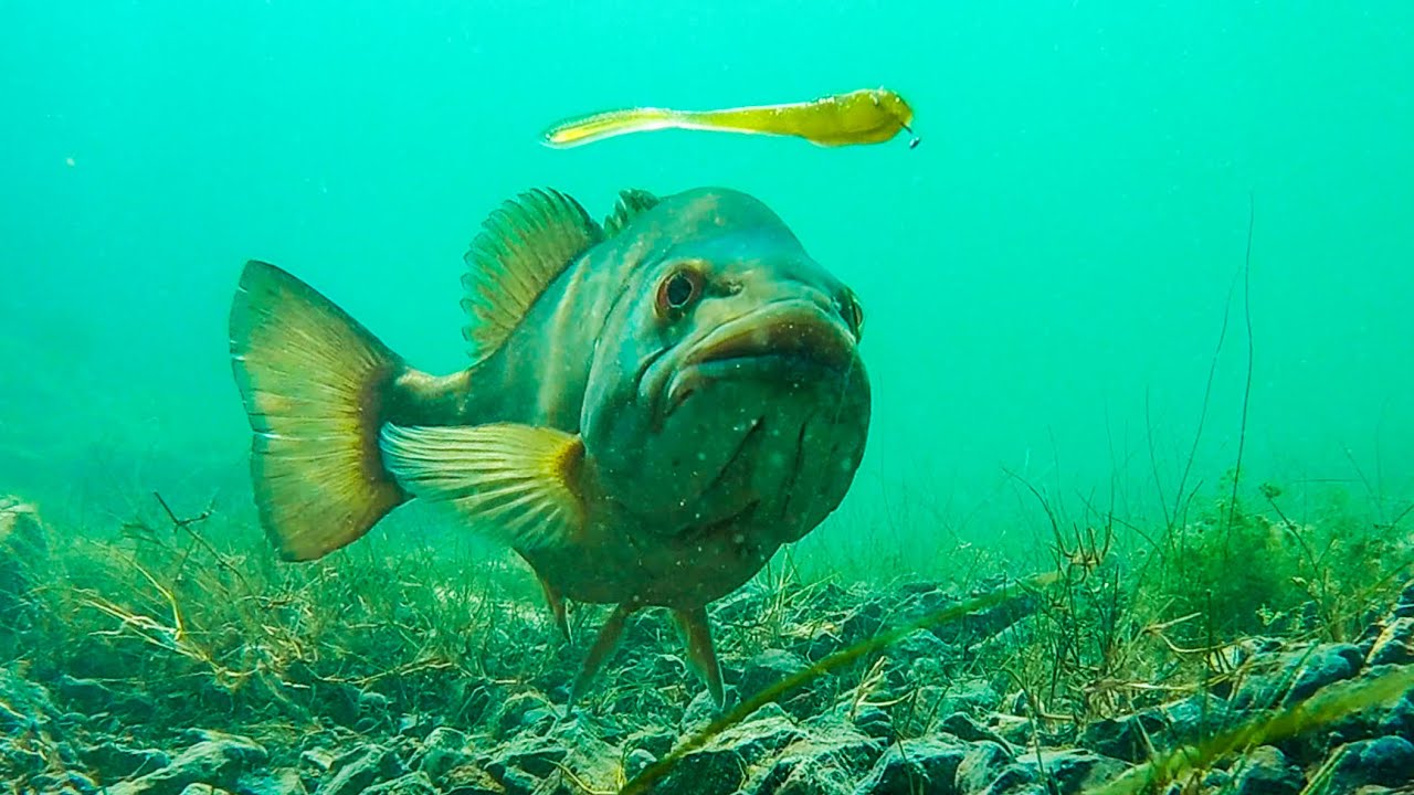 INSANE Underwater Footage Of Bass Eating Worms and Finesse Baits