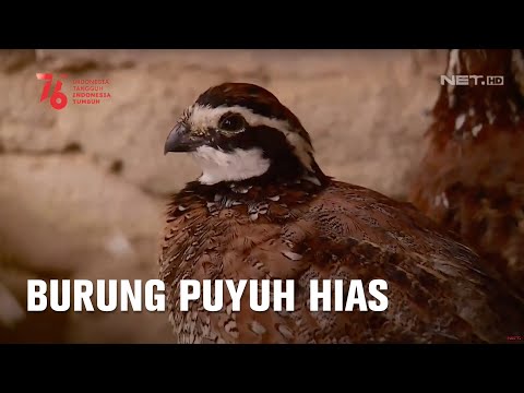 Karakteristik Burung Puyuh Hias Apa Sih Sebenarnya? - IPOP