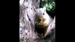 Squirrel Sharpening Teeth