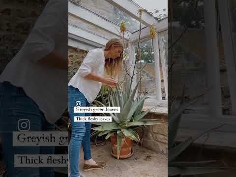 Video: Aloe Lwn. Tumbuhan Agave: Apakah Perbezaan Antara Aloe Dan Agave