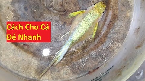 Mẹo Giúp Cá 7 Màu Đẻ Nhanh An Toàn