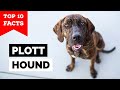 Plott Hound - Top 10 Facts