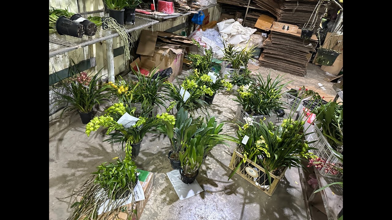 Hoa lan đẹp các loại ạ…lh 0393998895