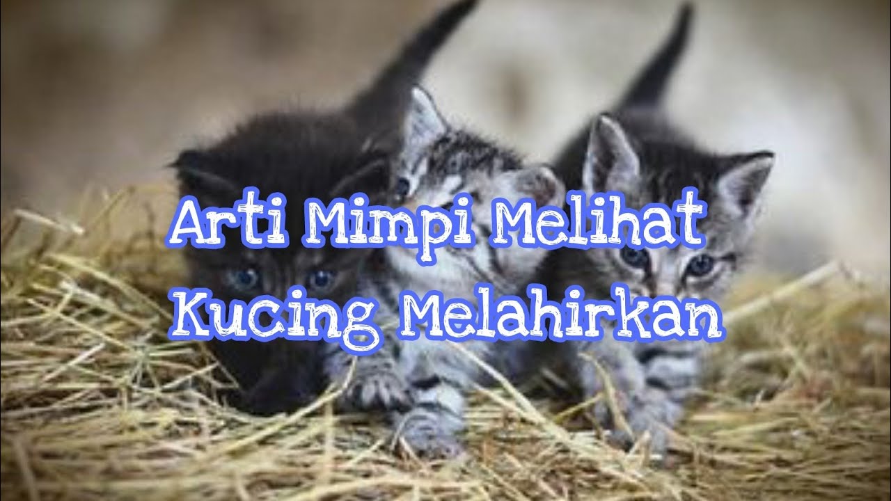 6+ Arti Mimpi Melihat Kucing Melahirkan Menurut Islam