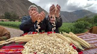 Maíz, grano sagrado de los incas - USIL