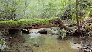 Japanese Mythological Forest｜ASMR｜Streams Where God Lives｜Healing for the Mind and Body