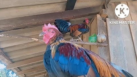 qaib txuam f2 zoo nraug qua zoo kawg li ไก่น้ำ2 ทังสวยทังขันม่วน 2022-23