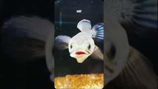 Channa Stewarti Sizé 14Cm