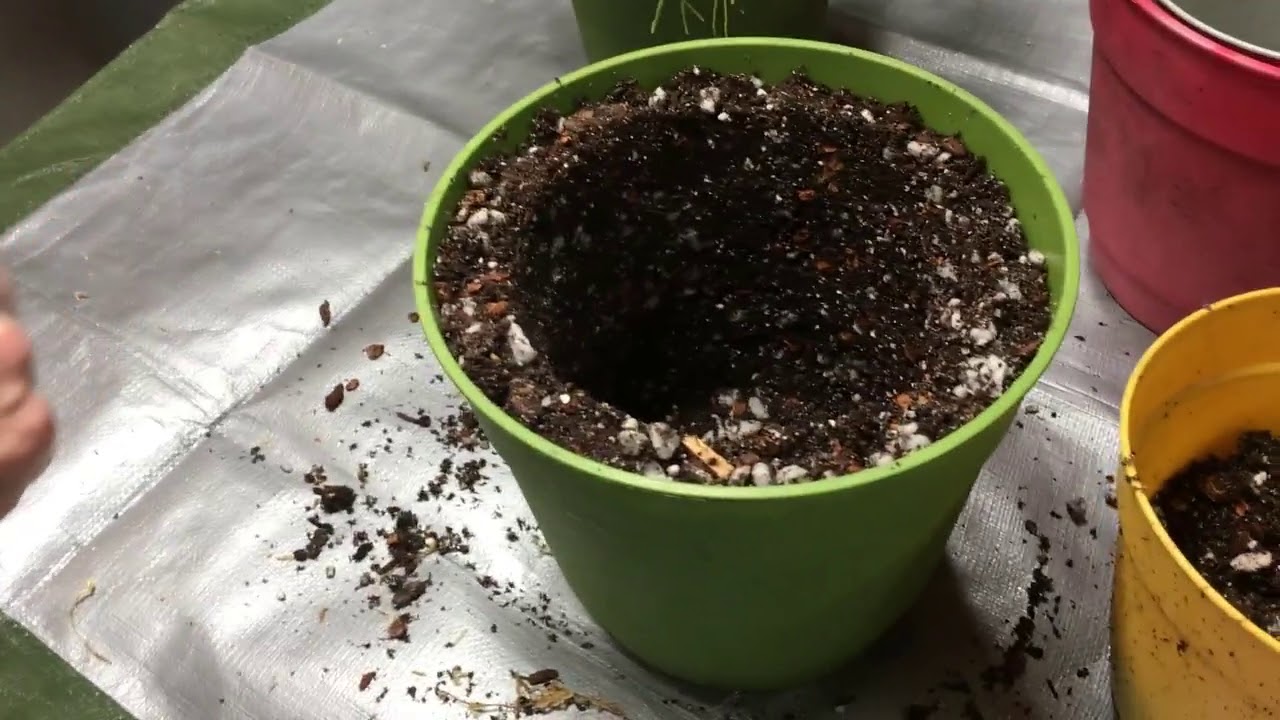 How To Repot Hoyas Part II - YouTube