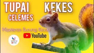 Suara TUPAI KEKES CELEMES GACOR Pancingan Masteran suara  Pikat suara Jernih Panjang rol tembak 🐿️!